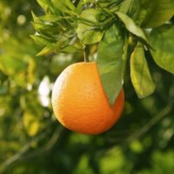 ダイエット精油の効能＊グレープフルーツかオレンジ精油か？